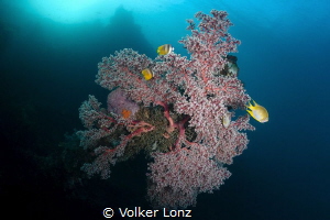 Diving at the Liberty Wreck – pic 001 by Volker Lonz 